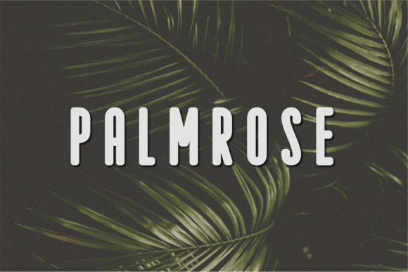 Palmrose: A Modern Sans Serif Font for Branding
